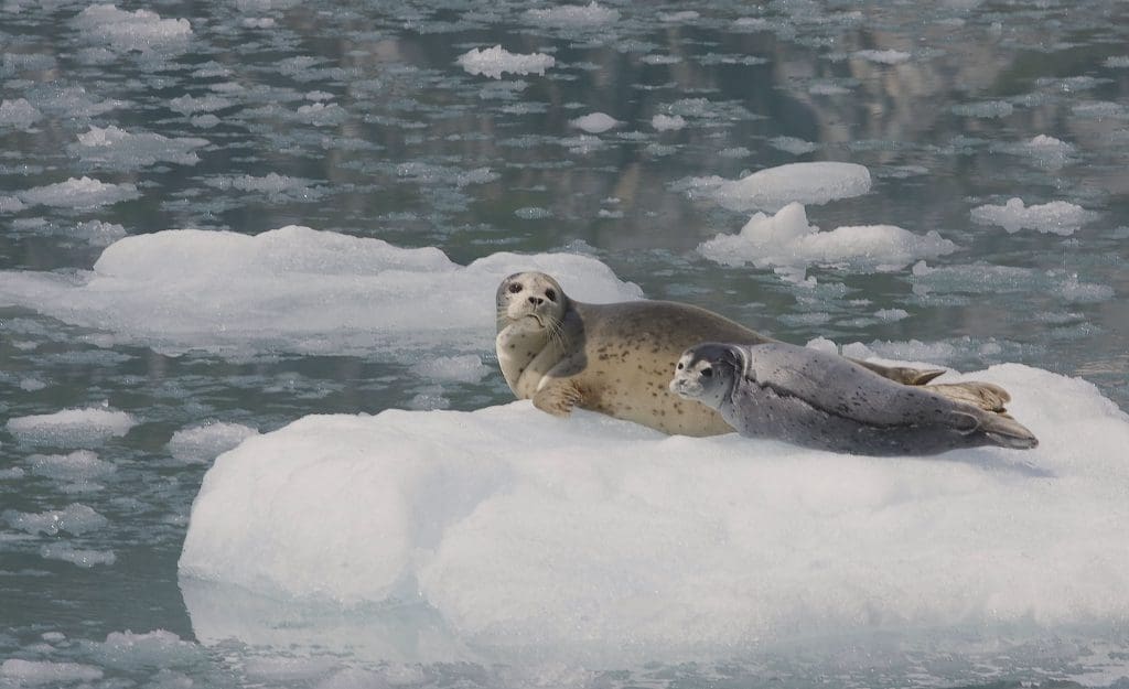The Beautiful Harbor Seal: Wildlife of the Week - 2022 Week 12 7 Harbor Seal and Pup at Northwestern Glacier in Kenai Fjords National Park