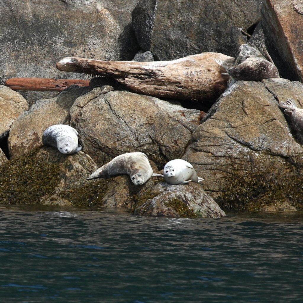 Harbor Seals on the Rocks in Kenai Fjords National Park