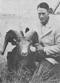 The Hardy Bighorn Sheep : Wildlife of the Week - 2022 Week 10 11 Only known photo of a Badlands bighorn.