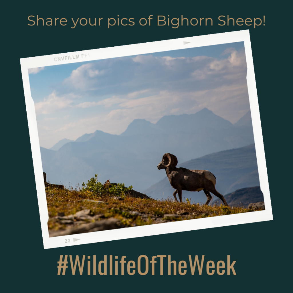 A Bighorn Sheep Ram Walks Uphill with Mountains in the Background in Glacier National Park
