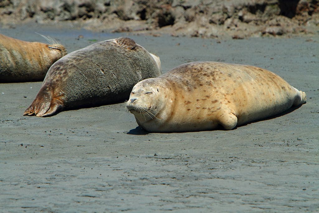 The Beautiful Harbor Seal: Wildlife of the Week - 2022 Week 12 11 Ungava Seal in Canada