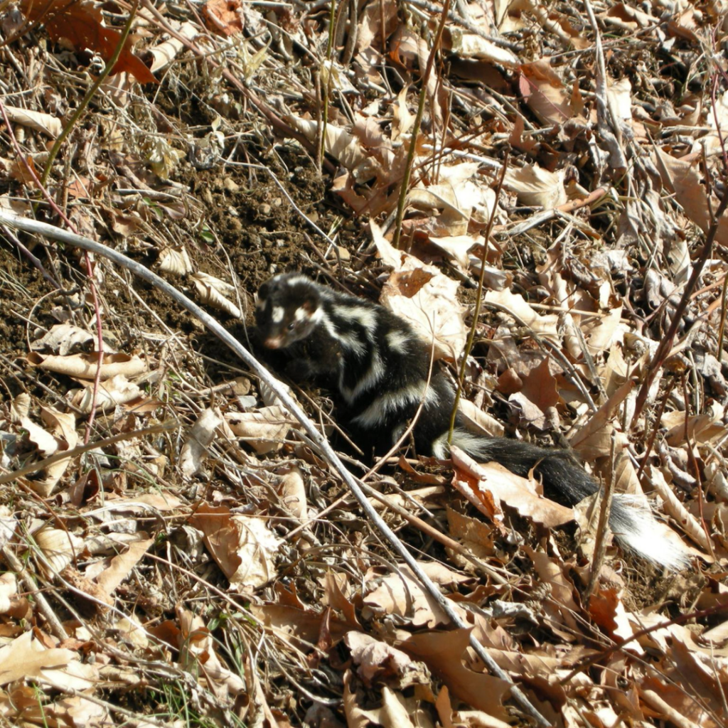 Eastern Spotted Skunk digging in Shenandoah National Park
