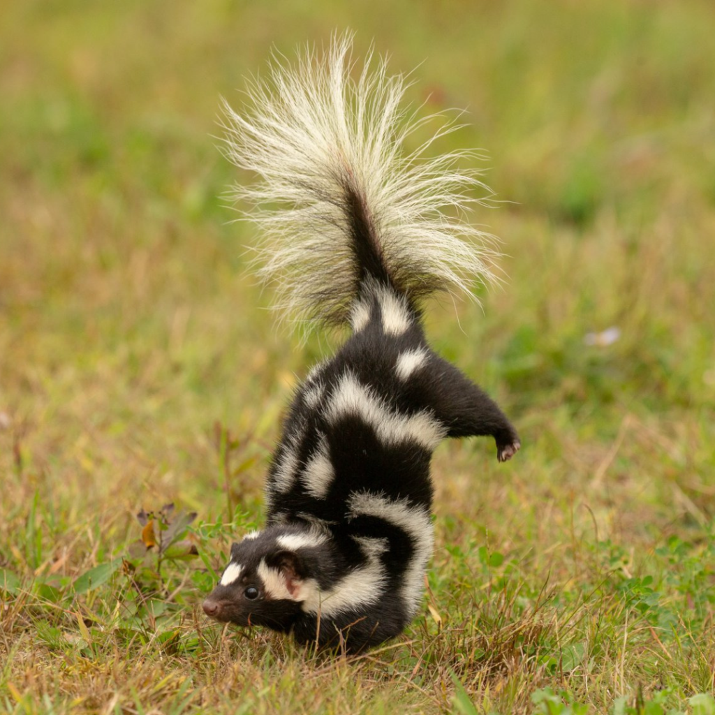 Spotted Skunk in Georgia