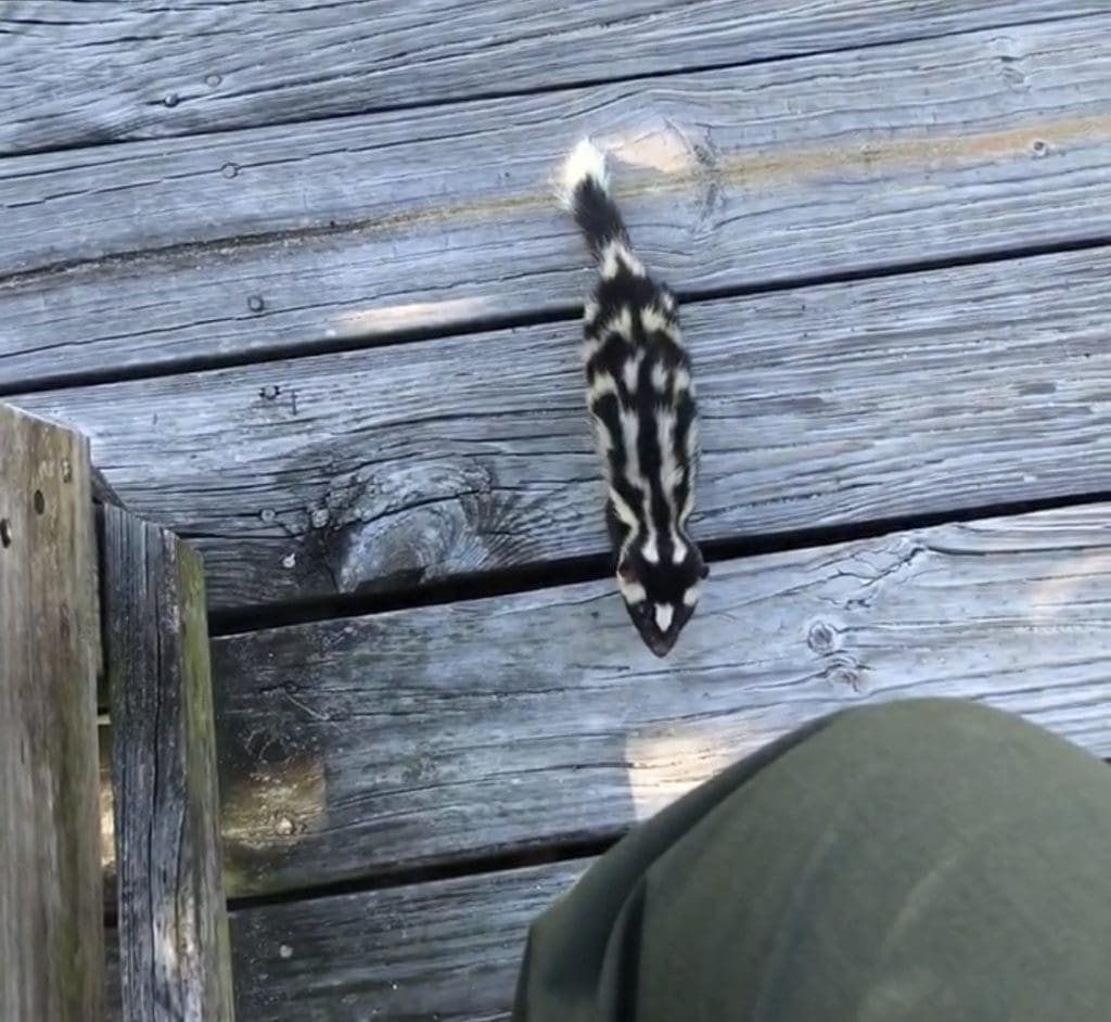 The Reclusive Eastern Spotted Skunk: Wildlife of the Week – 2022 Week 13 6 Spotted skunk walks up to a ranger. If they walk up to you do not scare them. Let them walk away from you.