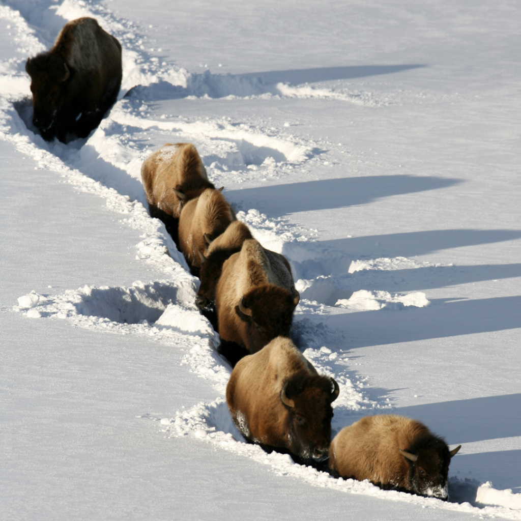 Bison walking through deep snow near Tower Junction in Yellowstone National Park
