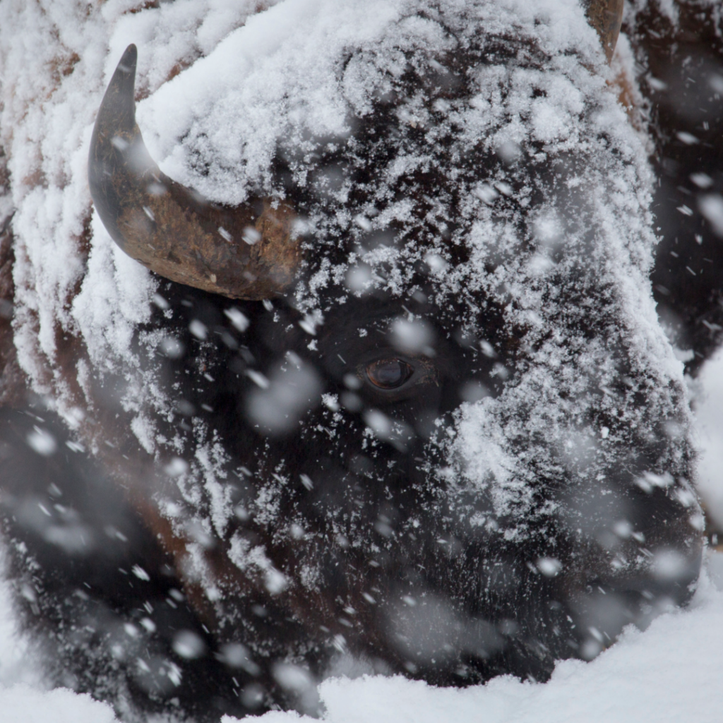 Bison close up in a snow storm in Lamar Valley in Yellowstone National Park