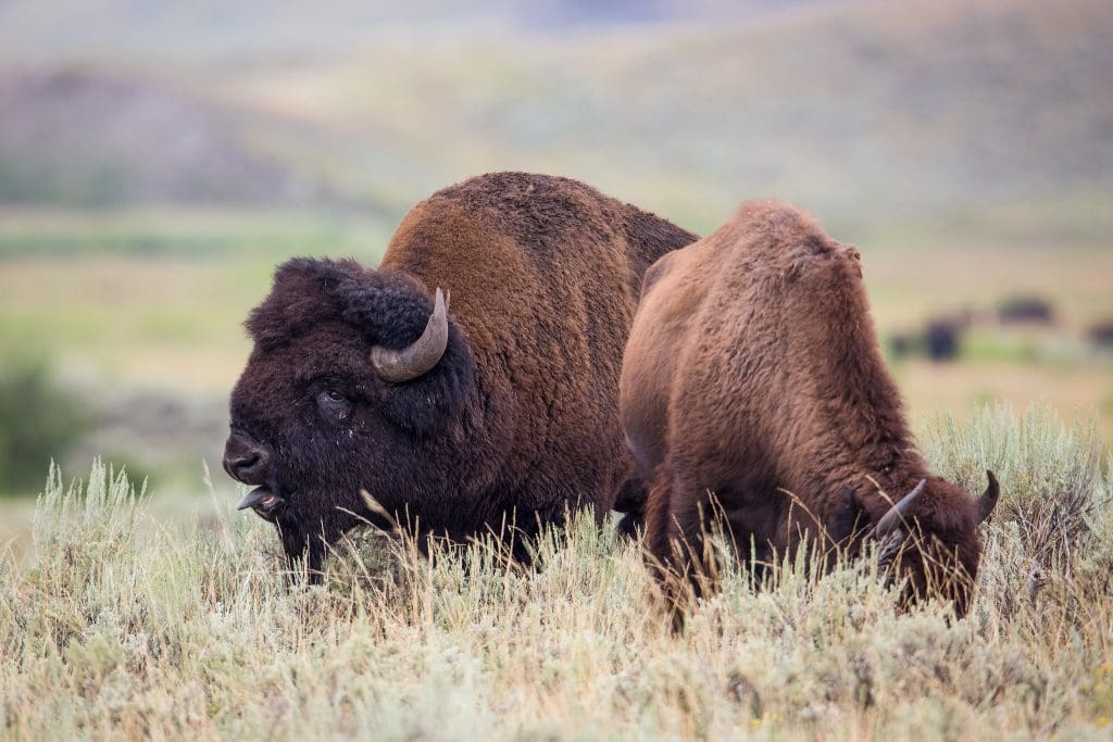 The Resilient American Bison: Wildlife of the Week – 2022 Week 15 6 American Bison bull in rut and cow in Yellowstone National Park