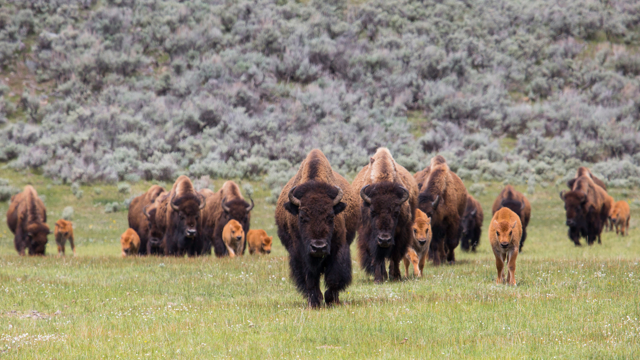 Bison on the move in Lamar Valley in Yellowstone National Park