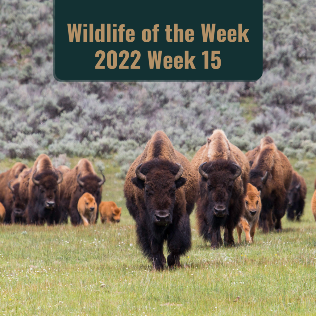 American Bison on the move in Lamar Valley in Yellowstone National Park