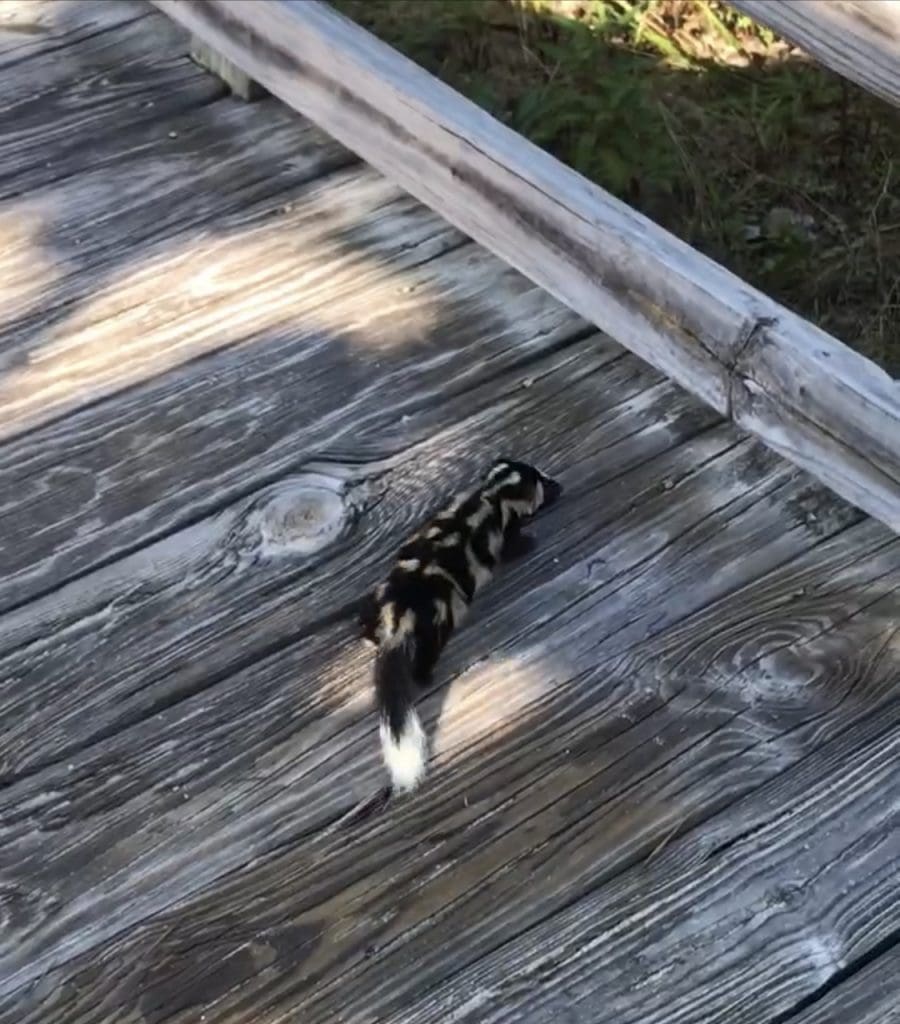 The Reclusive Eastern Spotted Skunk: Wildlife of the Week – 2022 Week 13 10 Florida Spotted Skunk walks along a beach board walk.