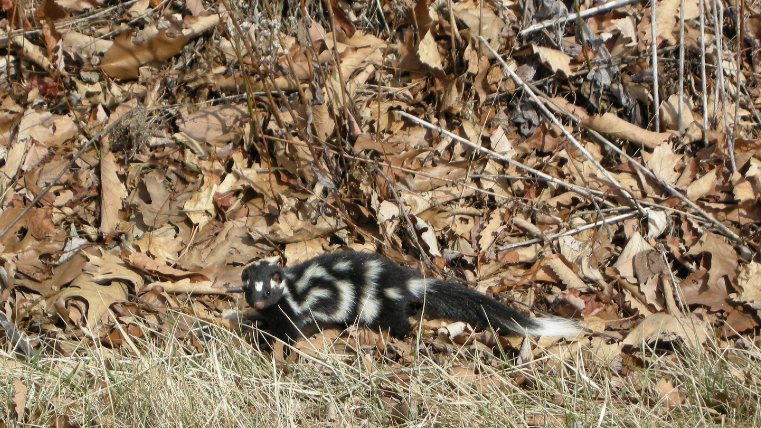 Eastern Spotted Skunk in Shenandoah National Park