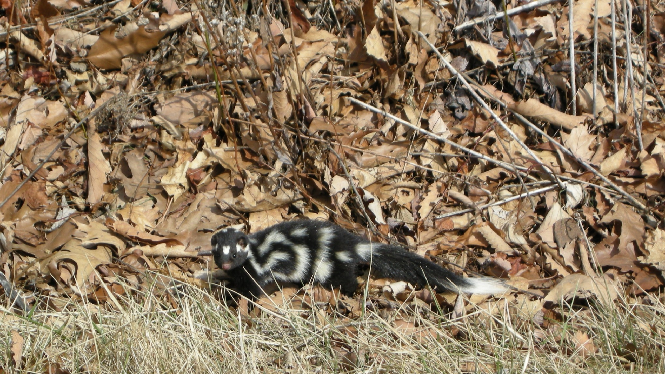 Eastern Spotted Skunk in Shenandoah National Park