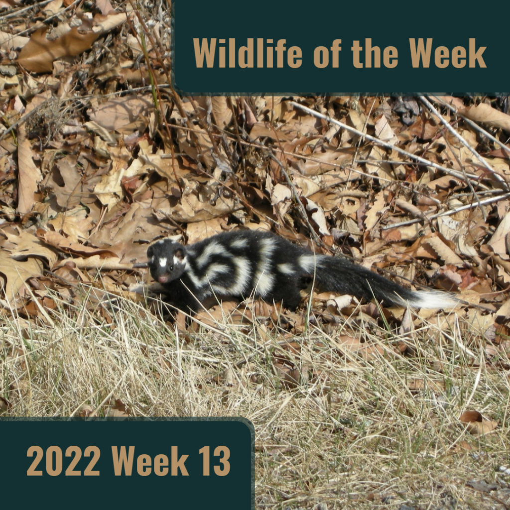 Eastern Spotted Skunk in Shenandoah National Park