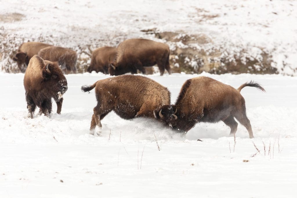 The Resilient American Bison: Wildlife of the Week – 2022 Week 15 8 Young American Bison spar along the Firehole River in Yellowstone National Park