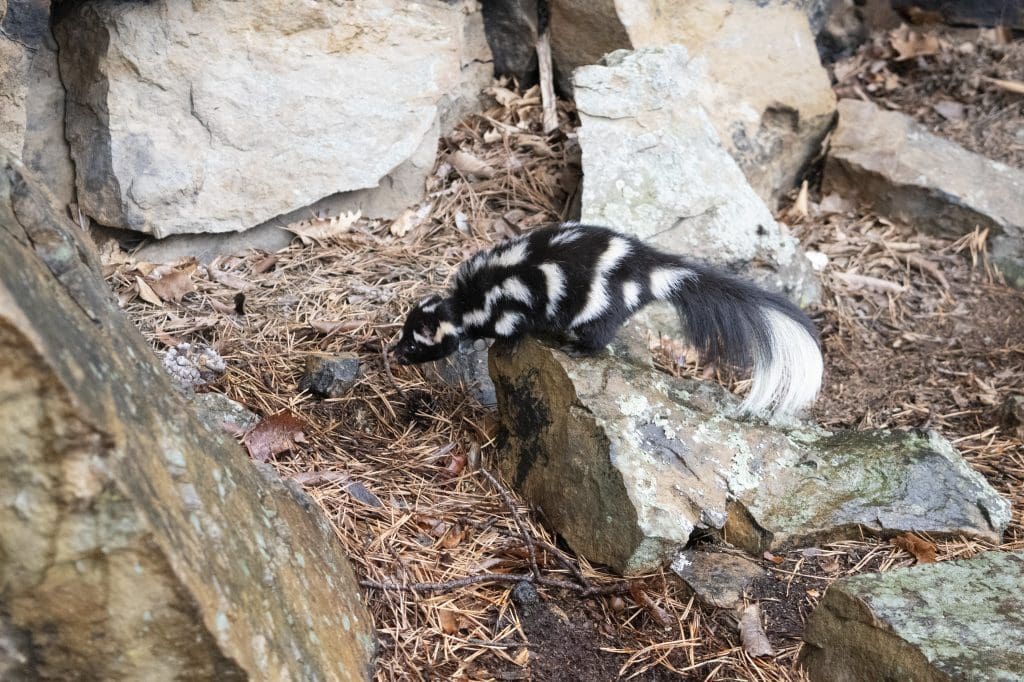 The Reclusive Eastern Spotted Skunk: Wildlife of the Week – 2022 Week 13 7 Eastern Spotted Skunk