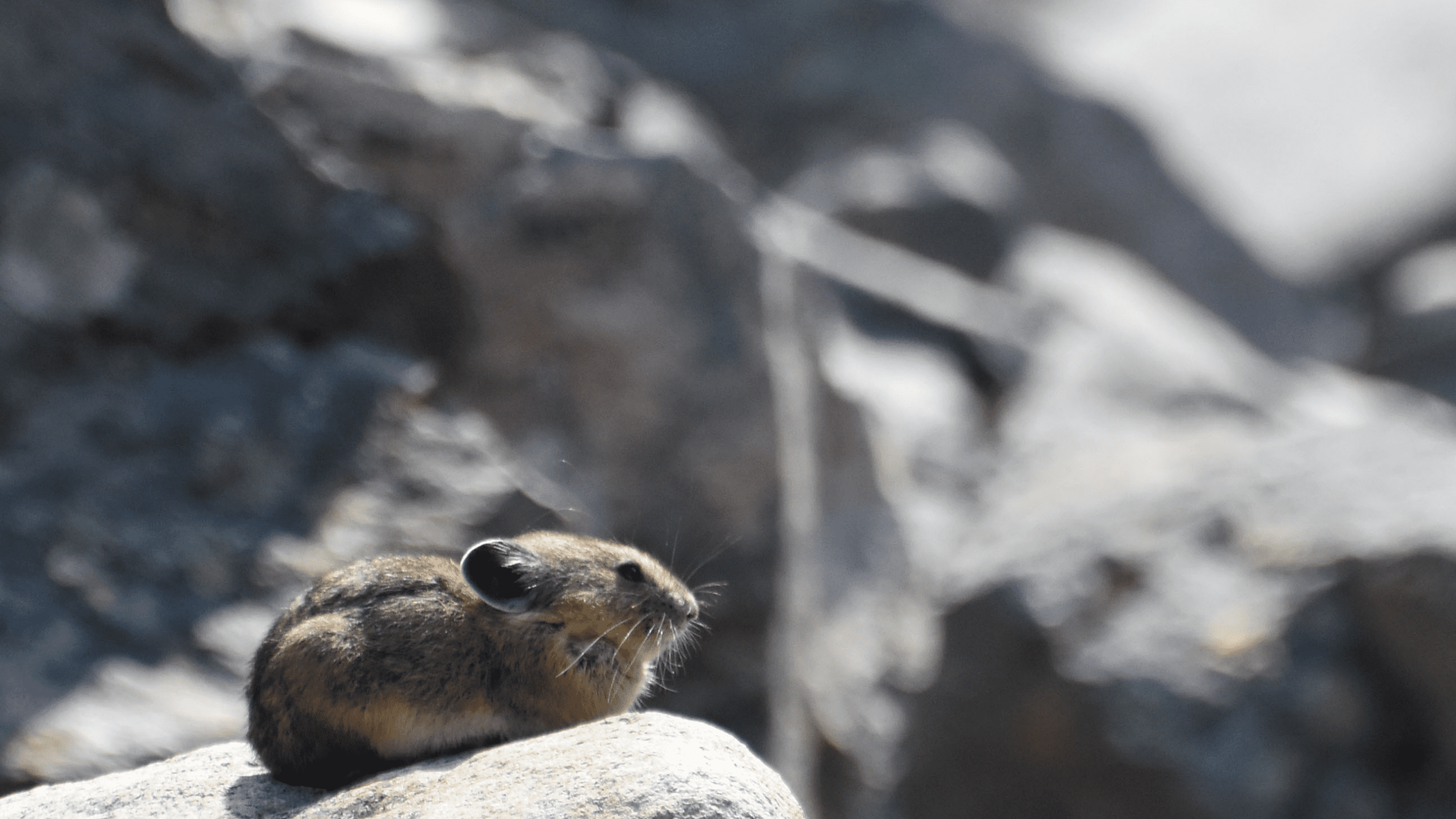 An American Pika sunbathes on a rock in Mount Rainier National Park