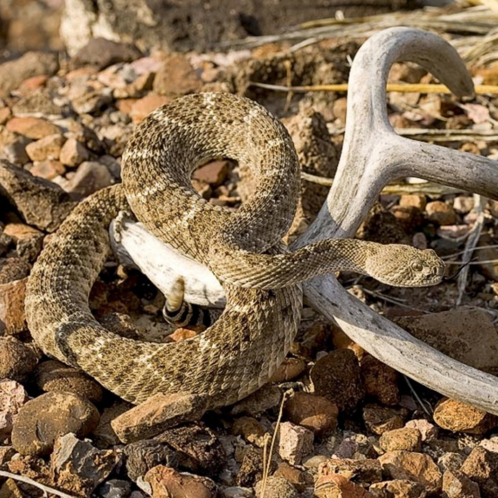 Western Diamondback Rattlesnake in Big Bend National Park