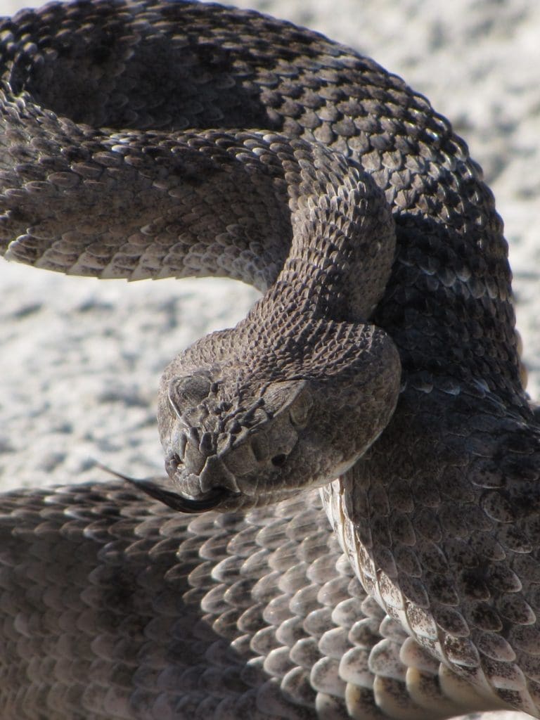 The Venomous Western Diamondback Rattlesnake: Wildlife of the Week – 2022 Week 14 6 Western Diamondback Rattlesnake in White Sands National Park