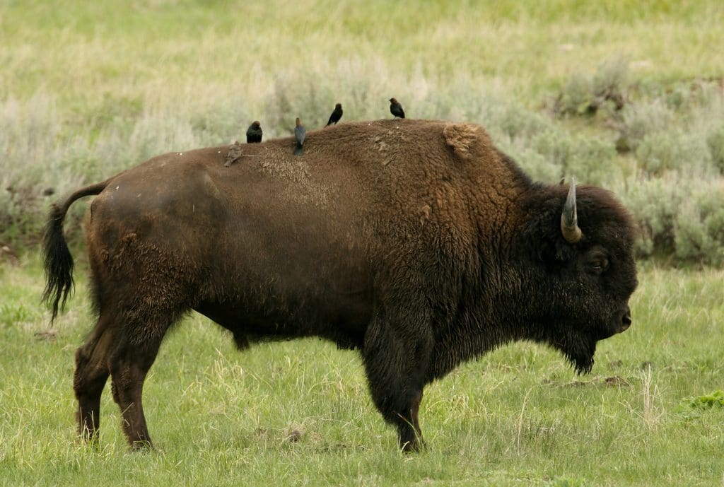 The Resilient American Bison: Wildlife of the Week – 2022 Week 15 7 Cow birds on back of bull American Bison near Soda Butte Creek in Yellowstone National Park