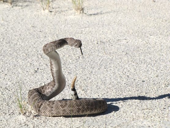 The Venomous Western Diamondback Rattlesnake: Wildlife of the Week – 2022 Week 14 8 Western Diamondback Rattlesnake on Defense in White Sands National Park