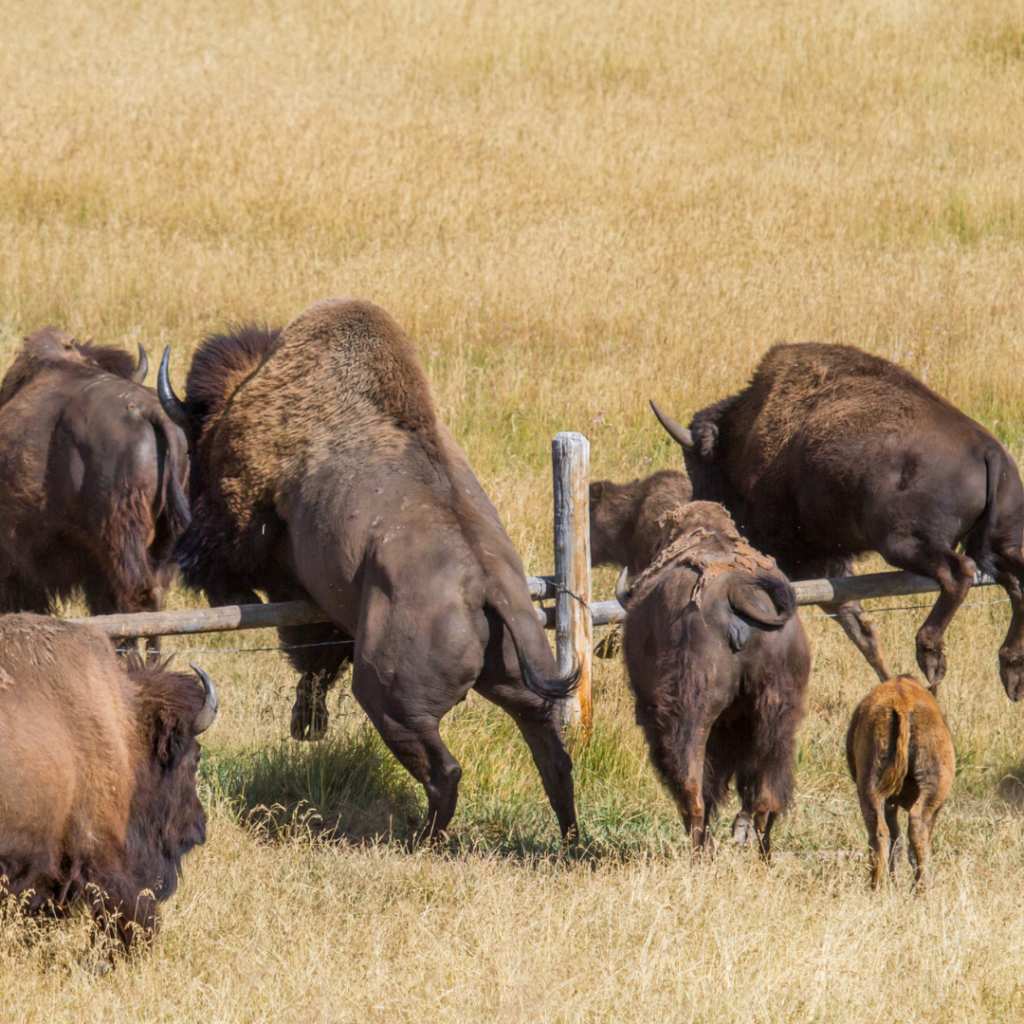 American Bison jumping a fence outside Yellowstone National Park
