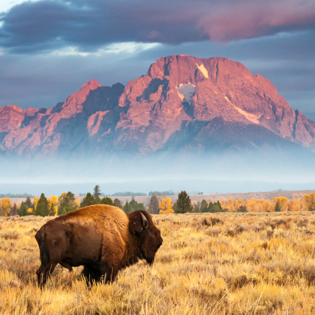 American Bison standing in front of Mount Moran in Grand Teton National Park