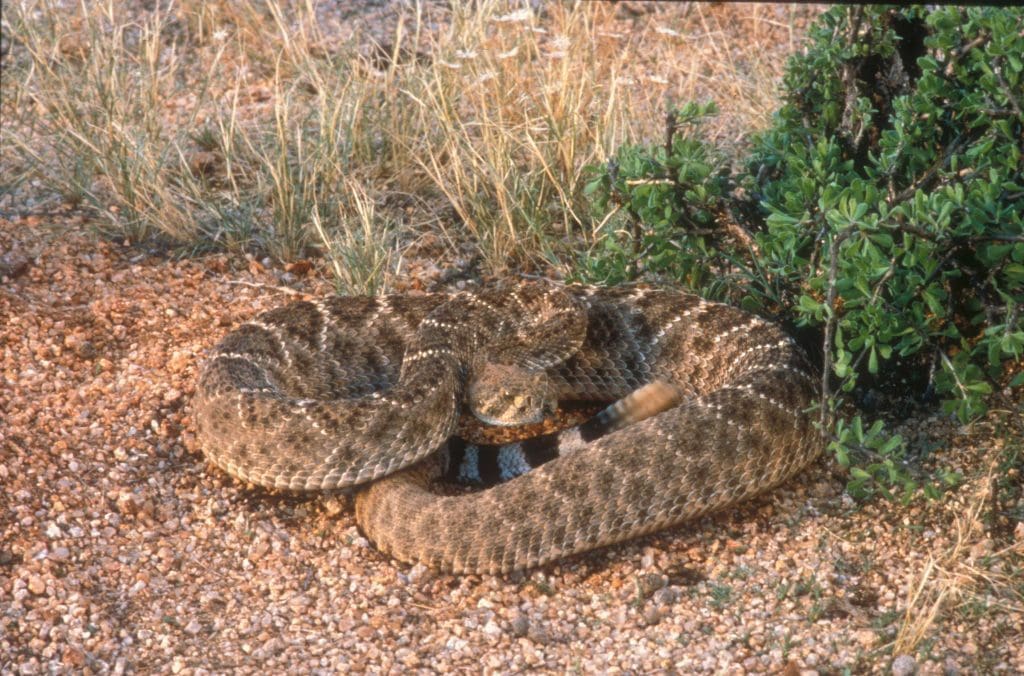 The Venomous Western Diamondback Rattlesnake: Wildlife of the Week – 2022 Week 14 7 Western Diamondback Rattlesnake in Saguaro National Park