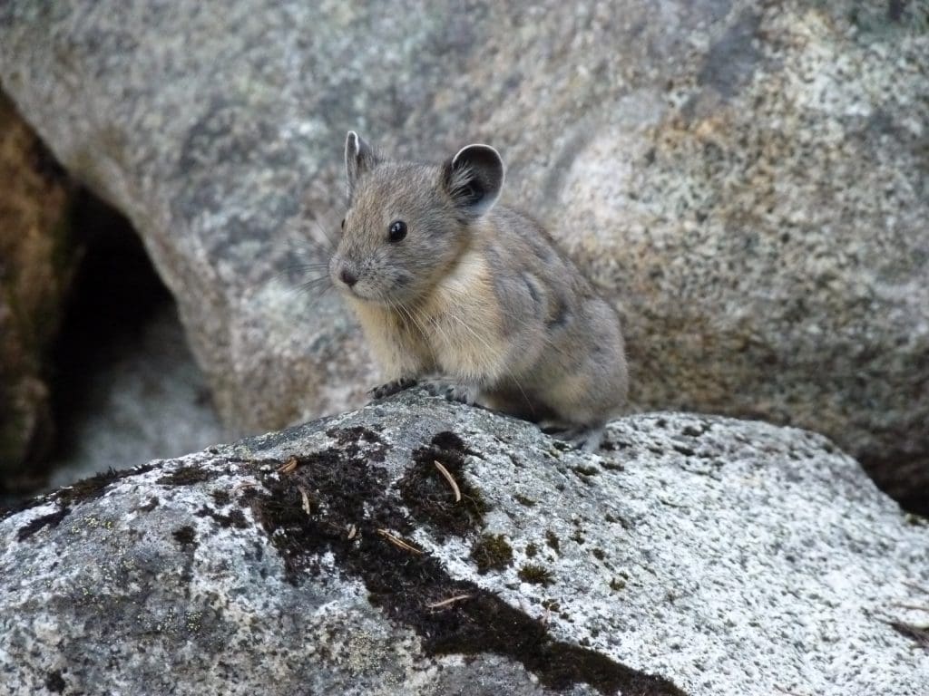 The Mighty American Pika: Wildlife of the Week – 2022 Week 16 9 An American Pika poses on a rock slope in North Cascades National Park