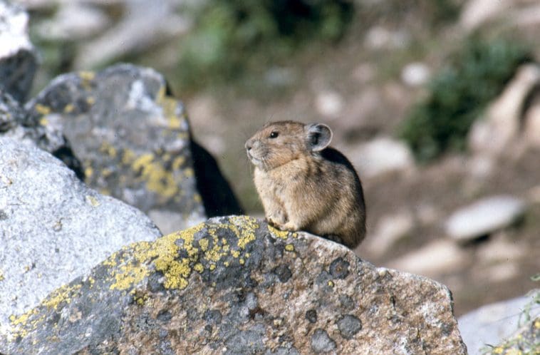 The Mighty American Pika: Wildlife of the Week – 2022 Week 16 6 American Pika standing on a boulder in Grand Teton National Park