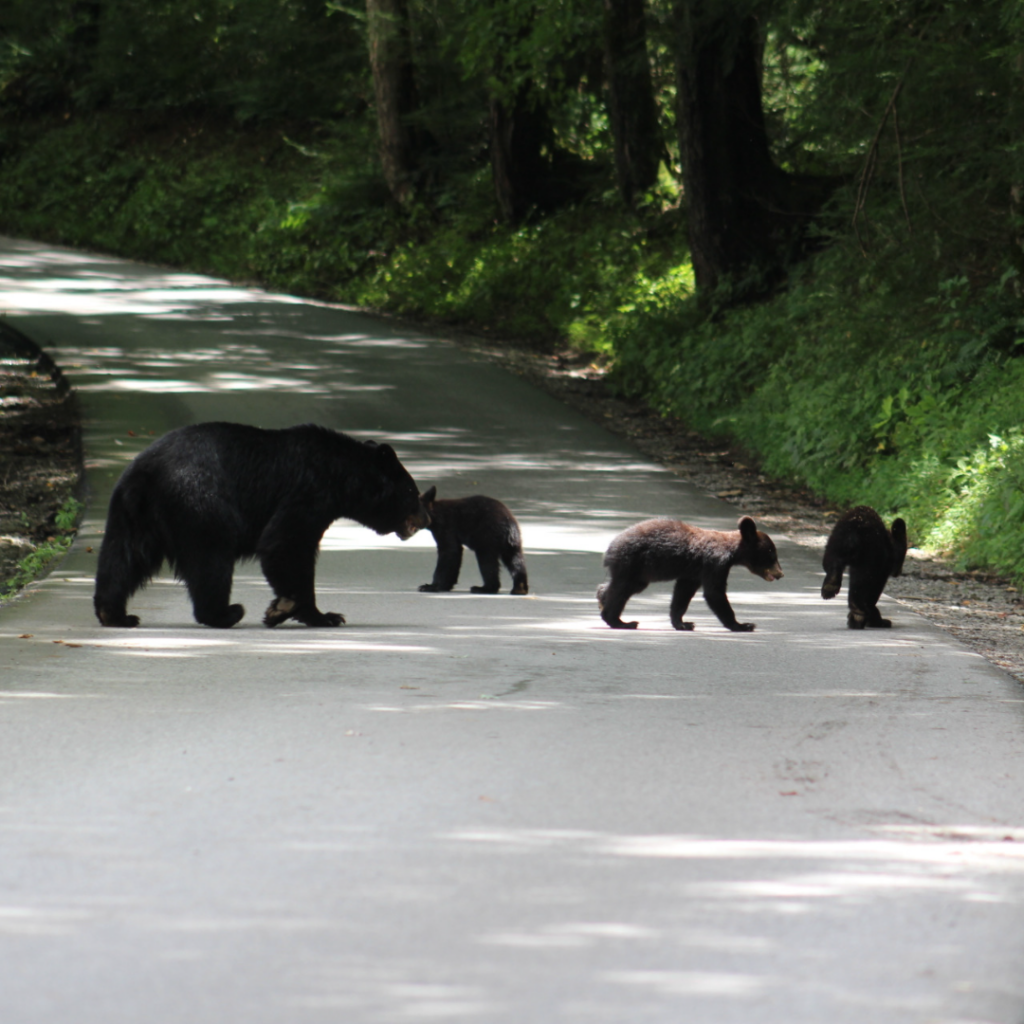 Mama Bear and 3 Cubs in Great Smoky Mountains National Park
