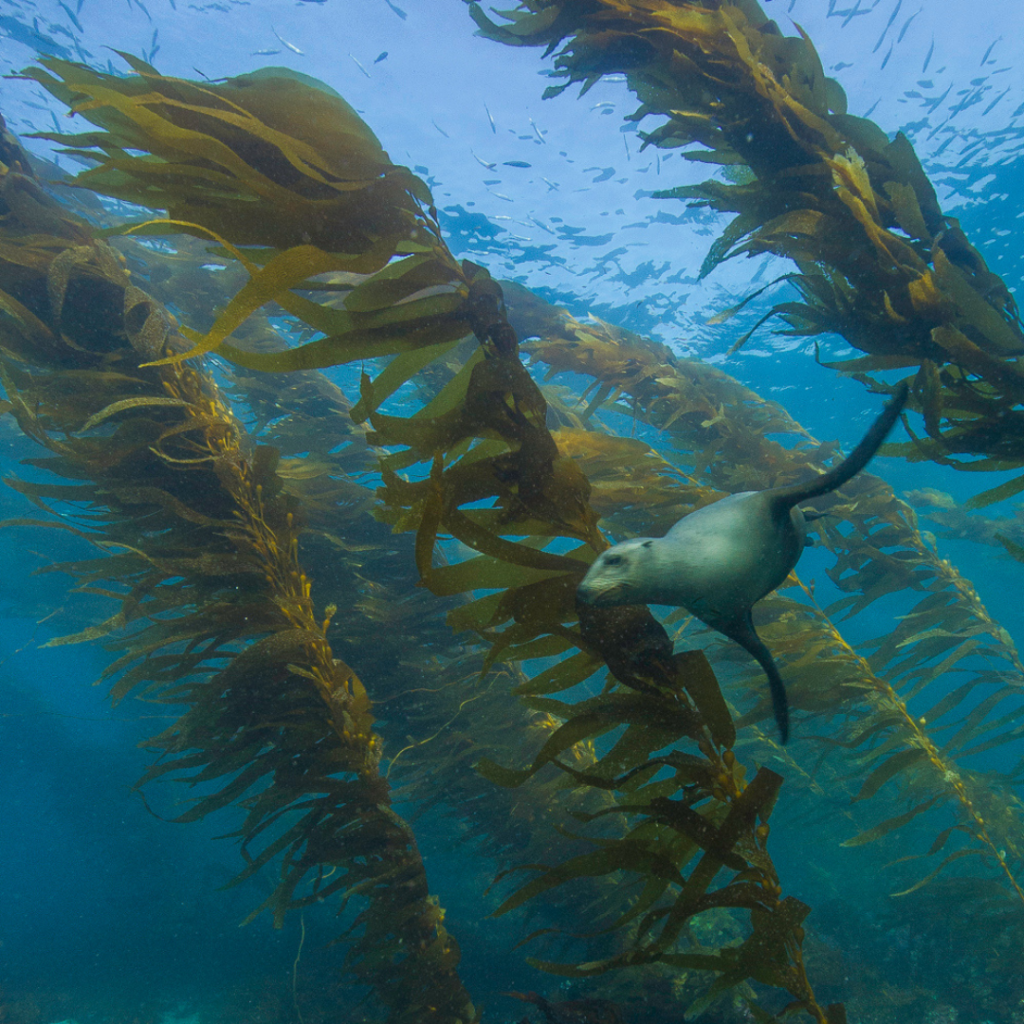 Seal lion in kelp forest in Channel Islands National Park