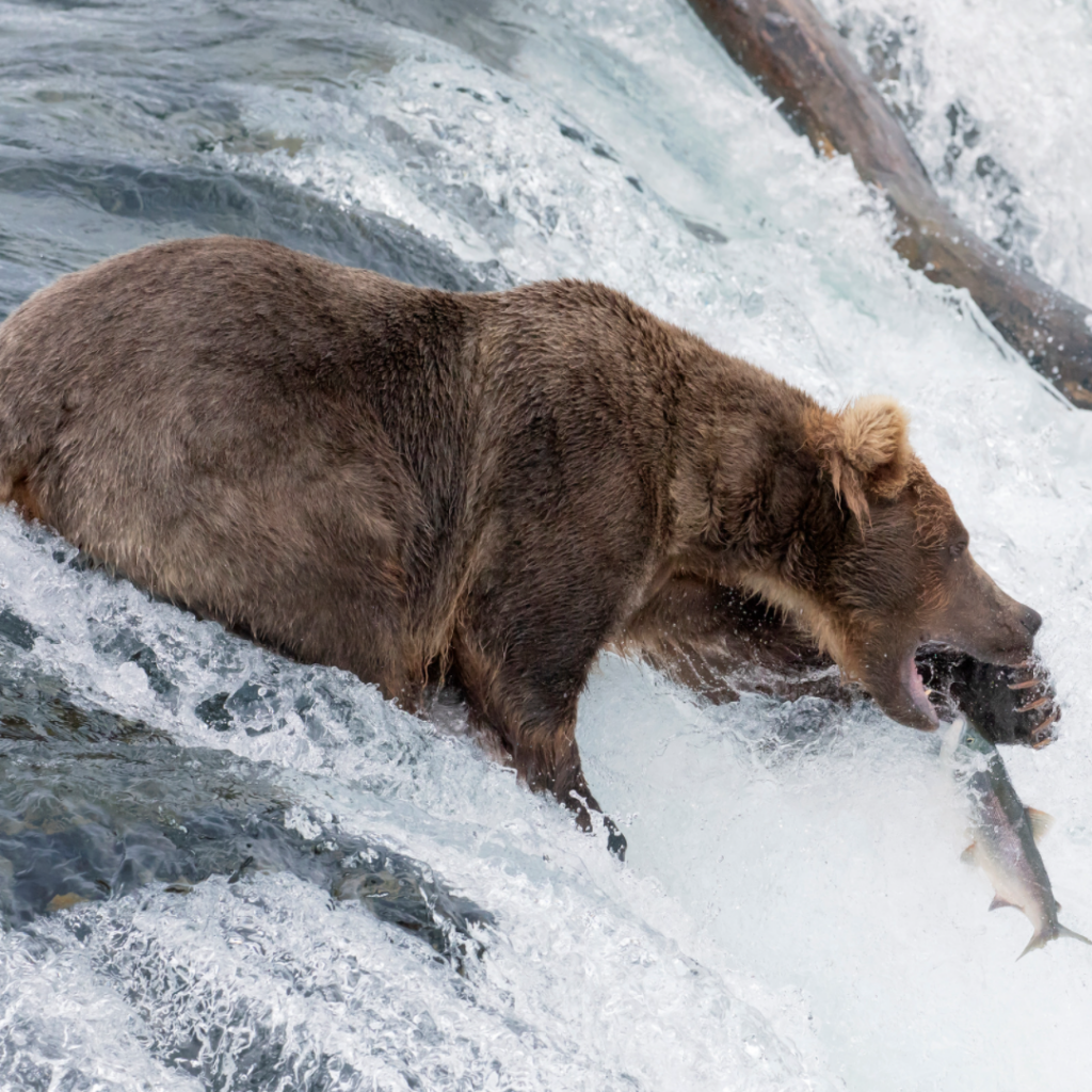 Brown Bear catching a Sockeye Salmon at Brooks Falls in Katmai National Park & Preserve