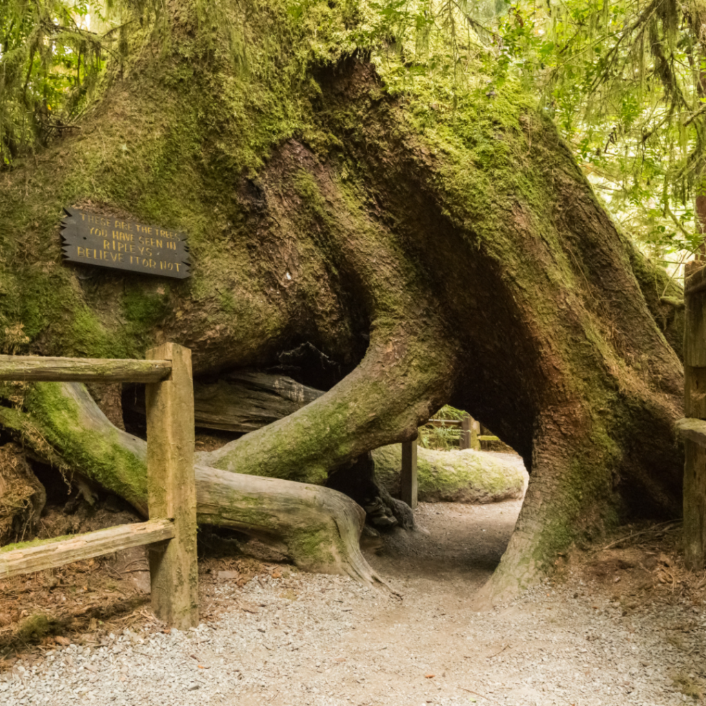 Trail under redwood tree in Redwood National and State Parks