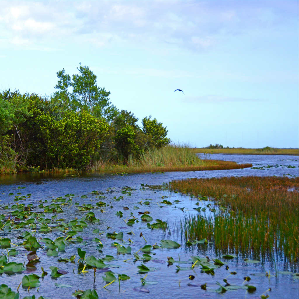 Bird flying over Everglades National Park