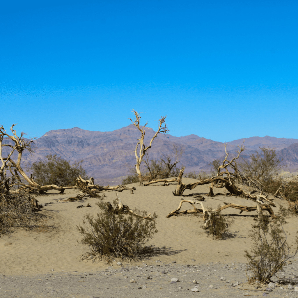 Dead trees in the heat of Death Valley National Park