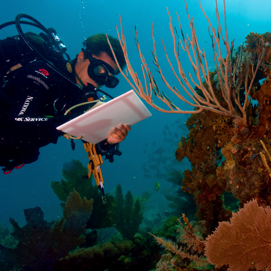 NPS Scientist studying impacts of climate change on coral in Virgin Islands National Park