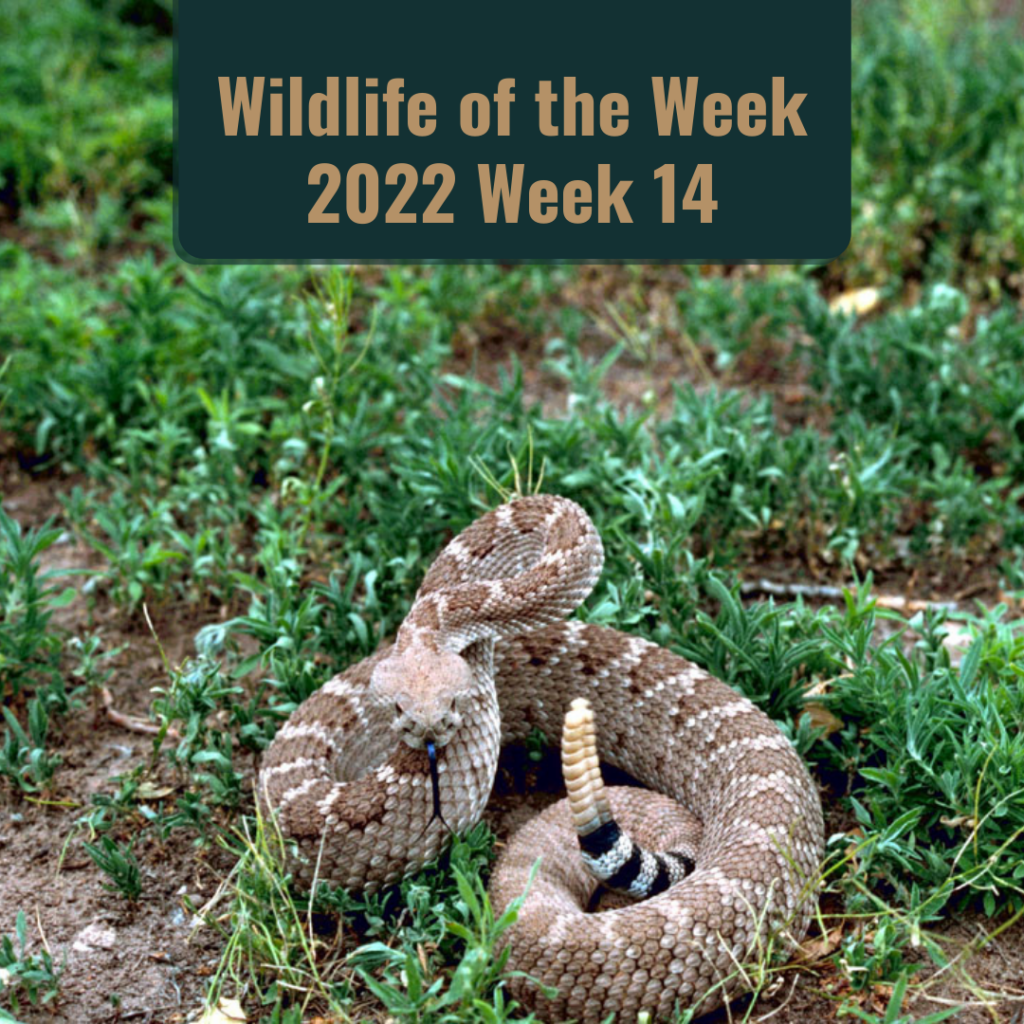 Western Diamondback Rattlesnake in New Mexico