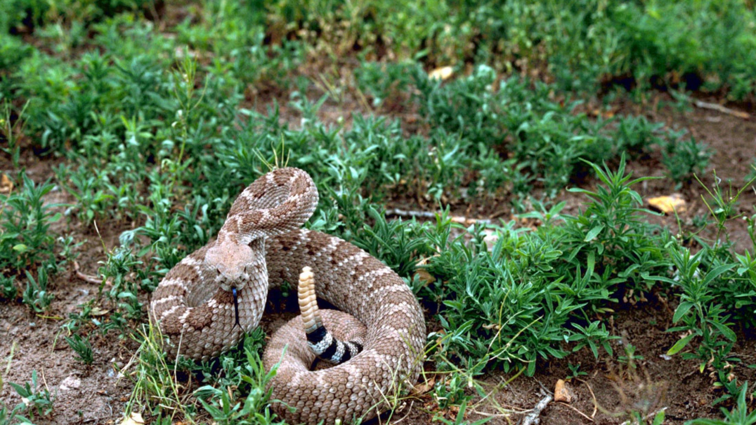 Western Diamondback Rattlesnake in New Mexico