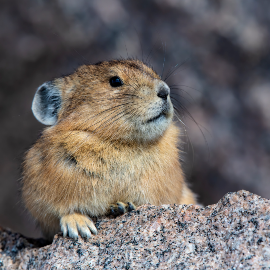 American Pika in Rocky Mountain National Park