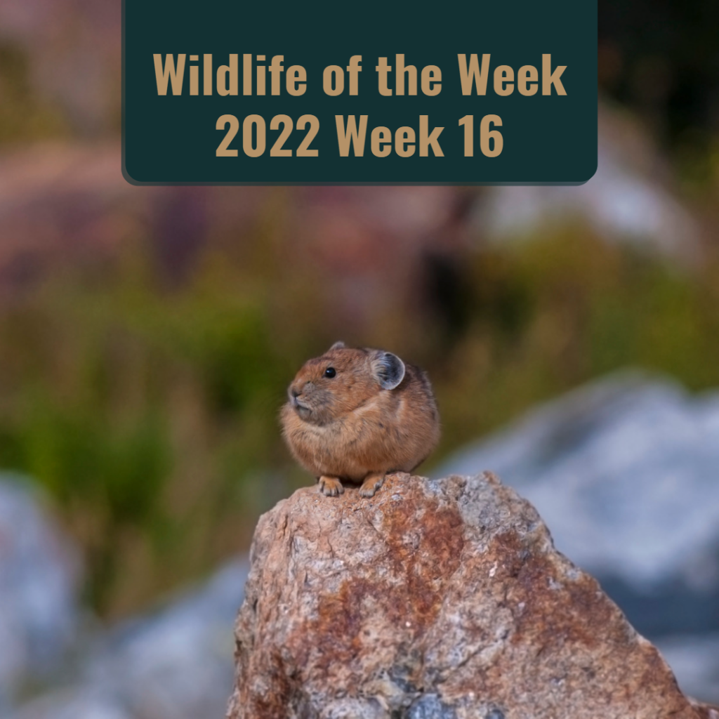 Pika in Grand Tetons National Park