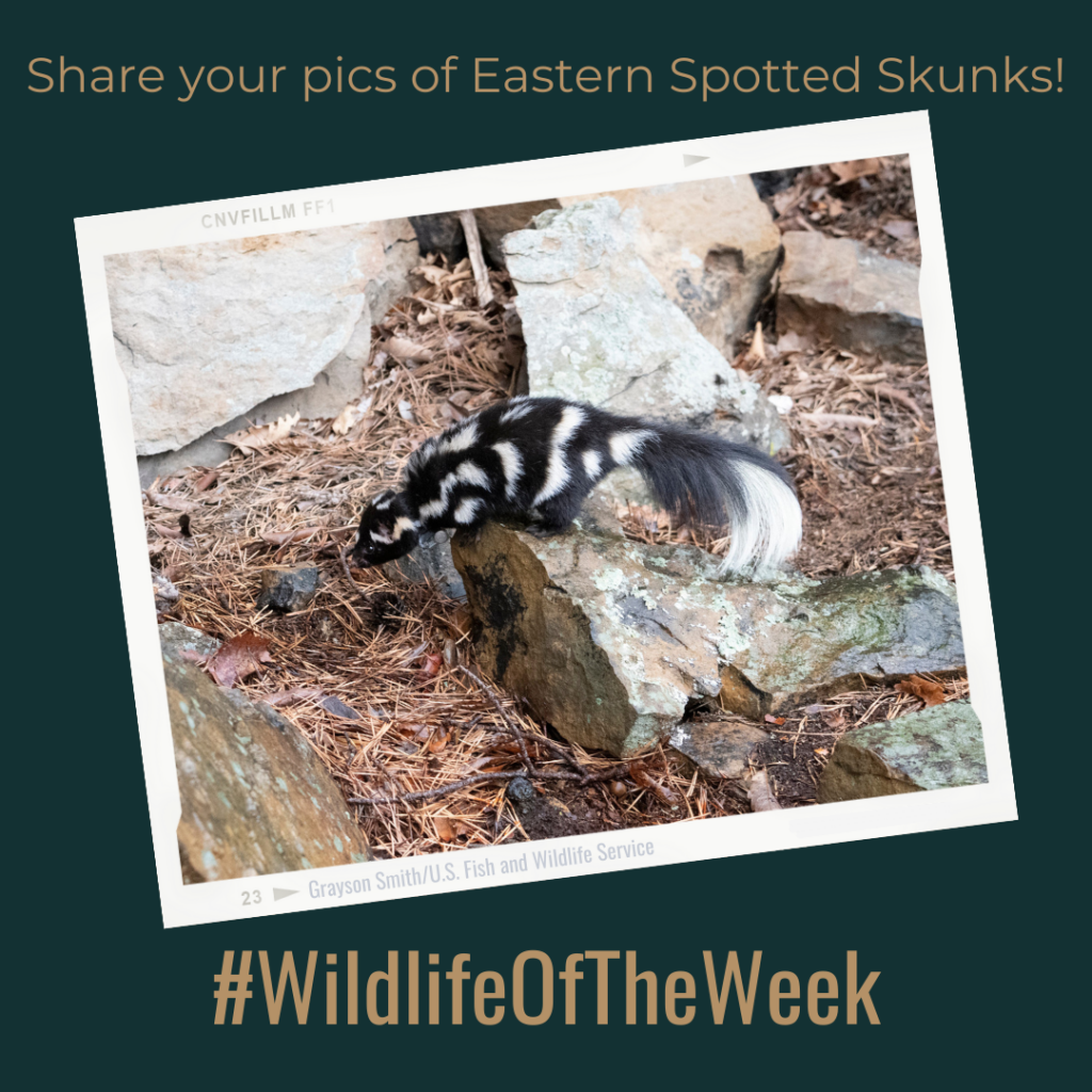 Eastern Spotted Skunk