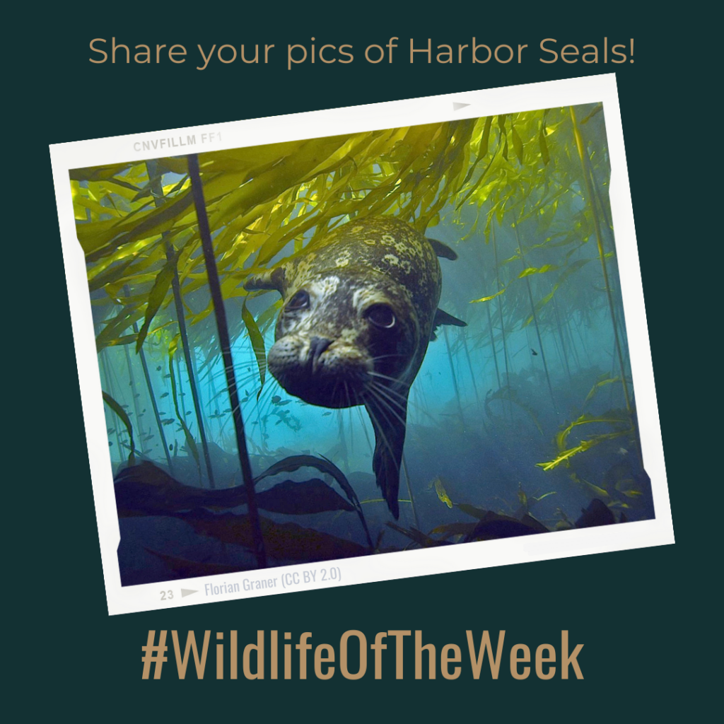 Harbor Seal in Bull Kelp