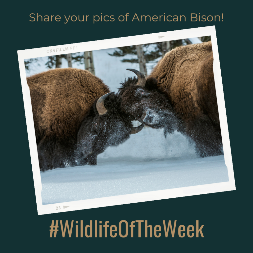 American Bison fighting in winter in Yellowstone National Park