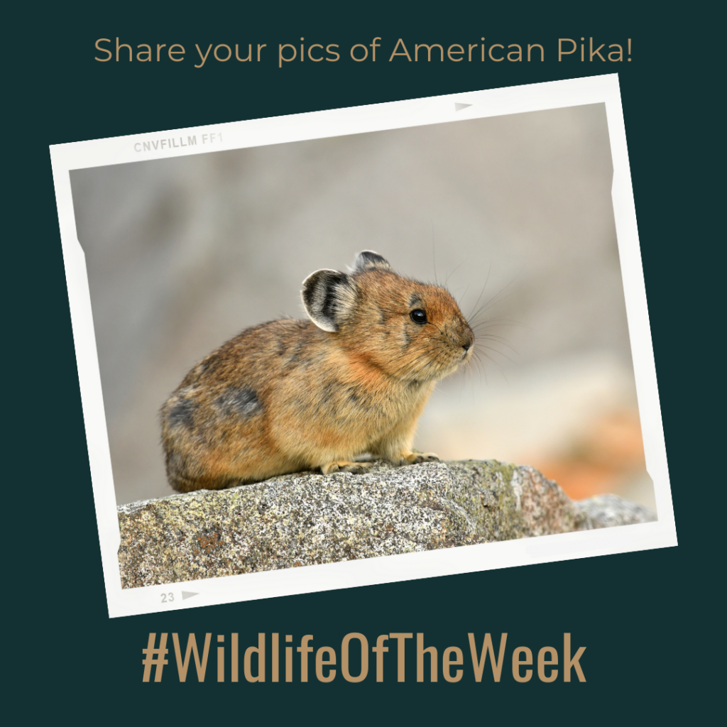 American Pika near Logan Pass in Glacier National Park