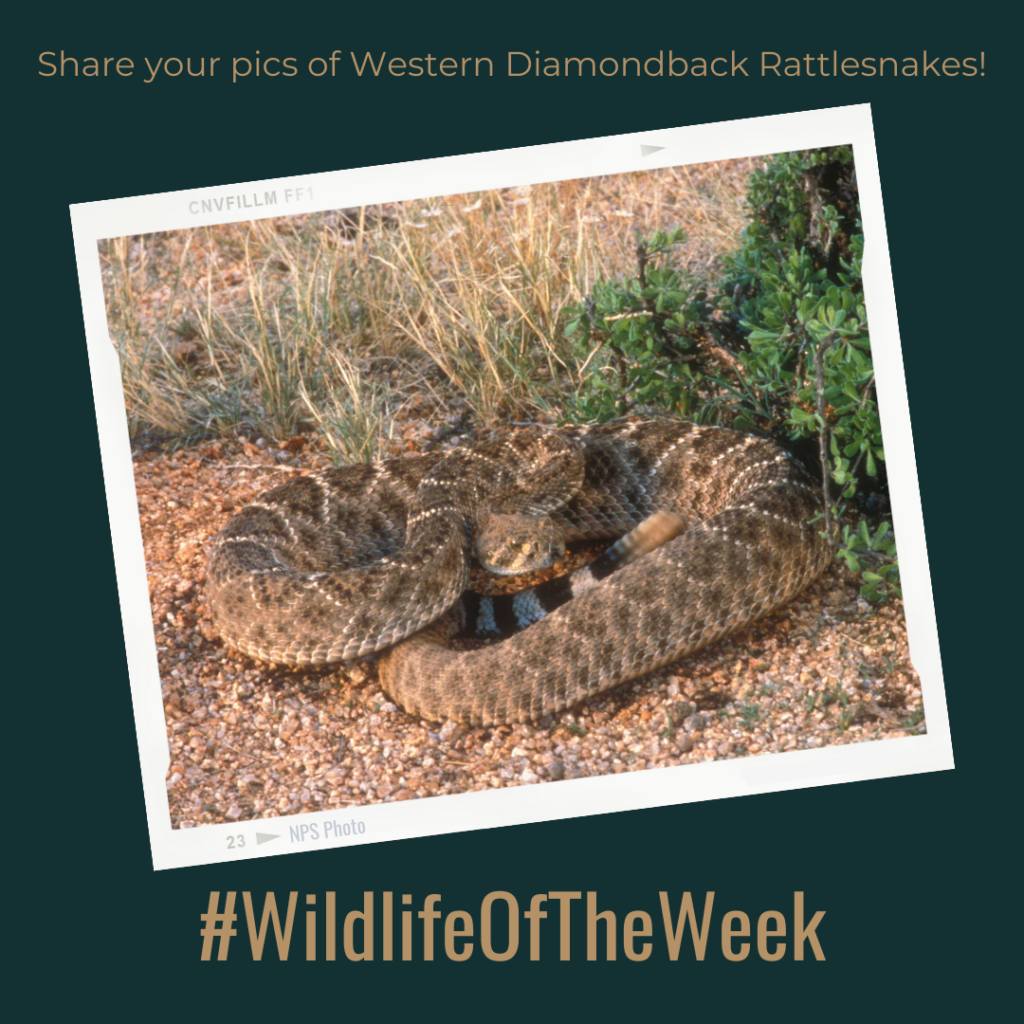 Western Diamondback Rattlesnake in Saguaro National Park