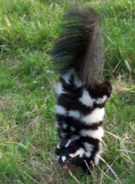 The Reclusive Eastern Spotted Skunk: Wildlife of the Week – 2022 Week 13 8 Eastern Spotted Skunk ready to defend itself