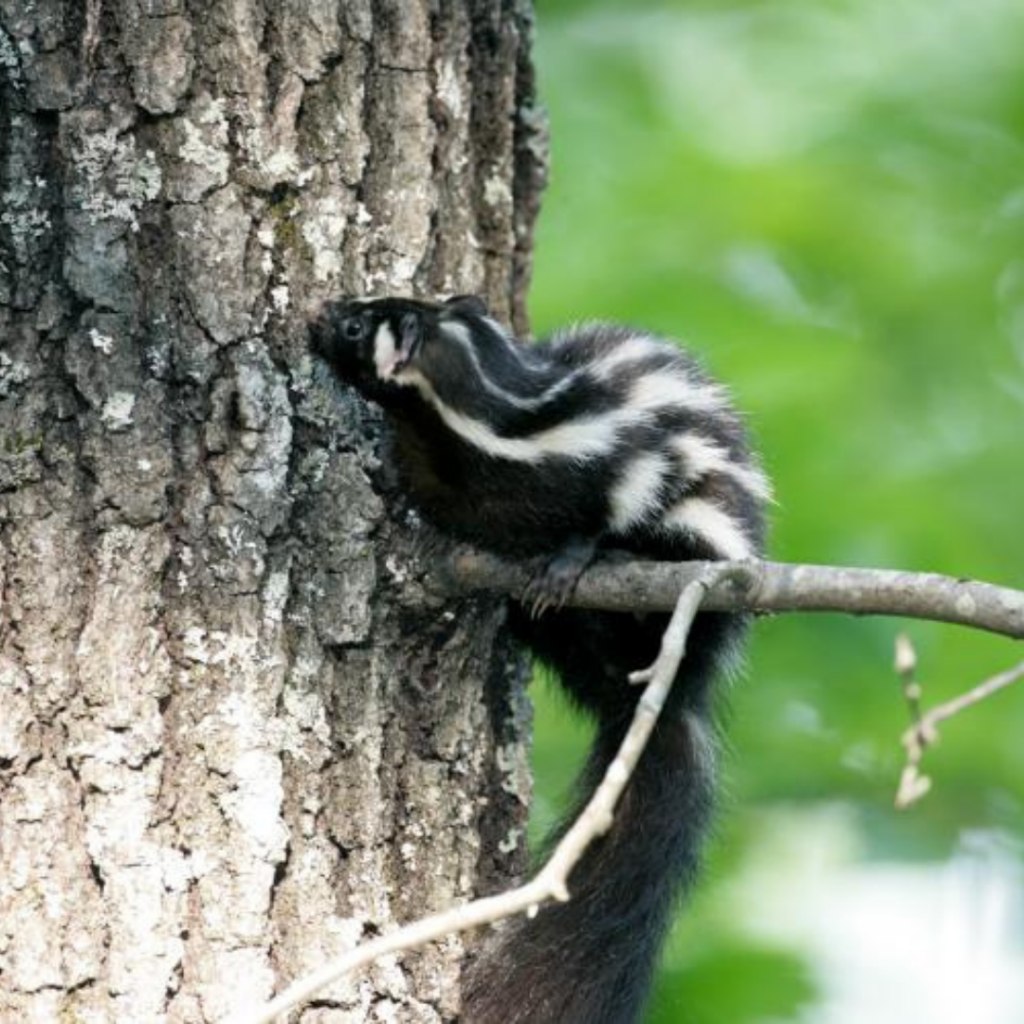 Eastern Spotted Skunk in Tree