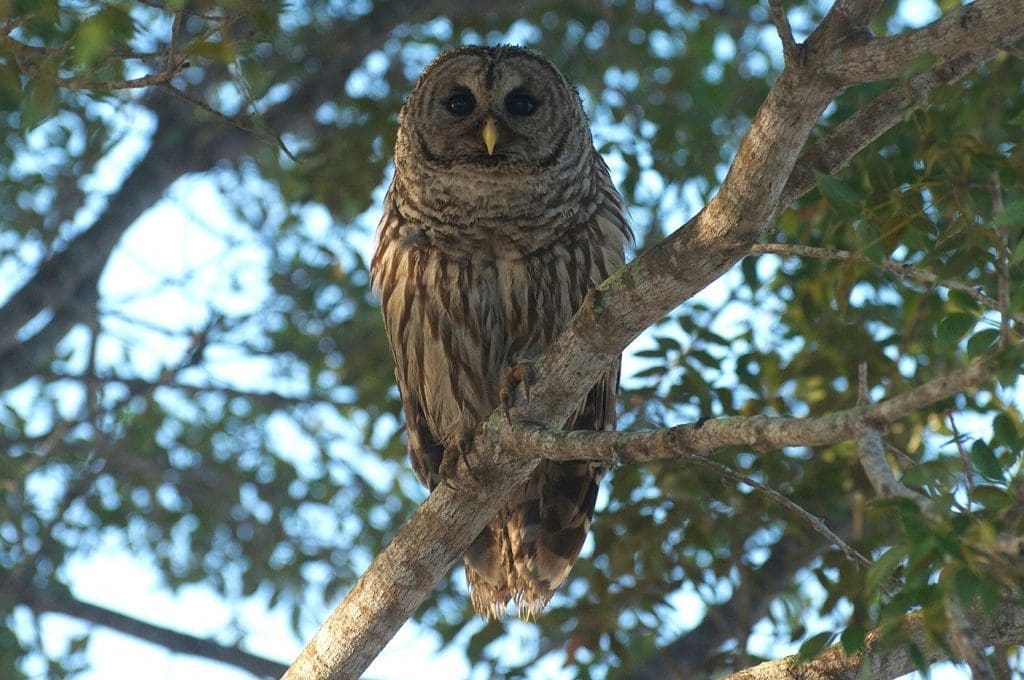 The Opportunistic Barred Owl: Wildlife of the Week – 2022 Week 17 9 Barred Owl in Everglades National Park