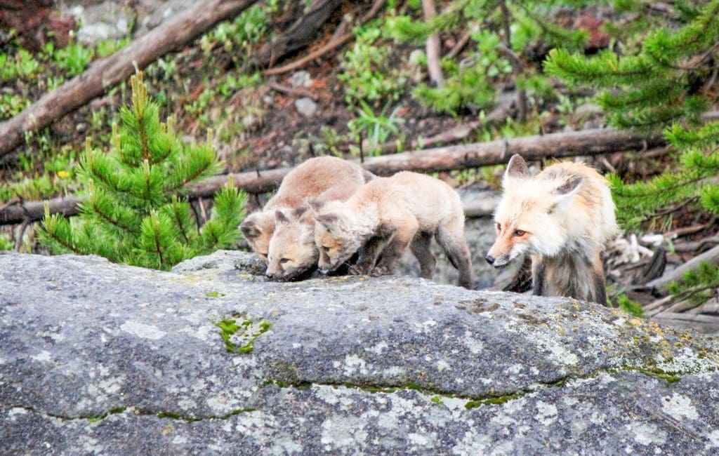 The Elusive Red Fox: Wildlife of the Week – 2022 Week 18 7 Red Fox and kits near Gibbon Falls in Yellowstone National Park