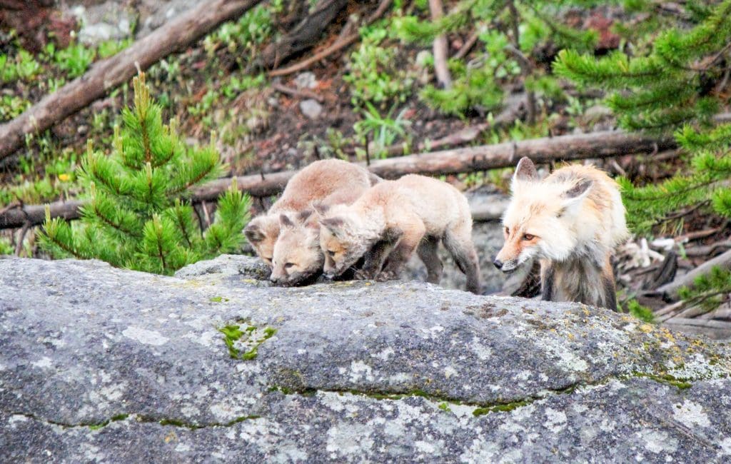 Species Spotlight - Red Fox (U.S. National Park Service)